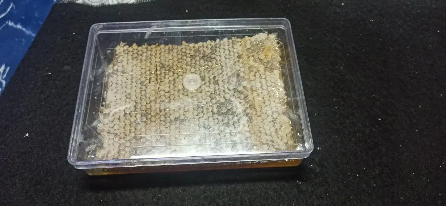 عسل طبیعی صددرصد تضمینی|خوردنی و آشامیدنی|فردیس, شهرک شهید حسینی|دیوار