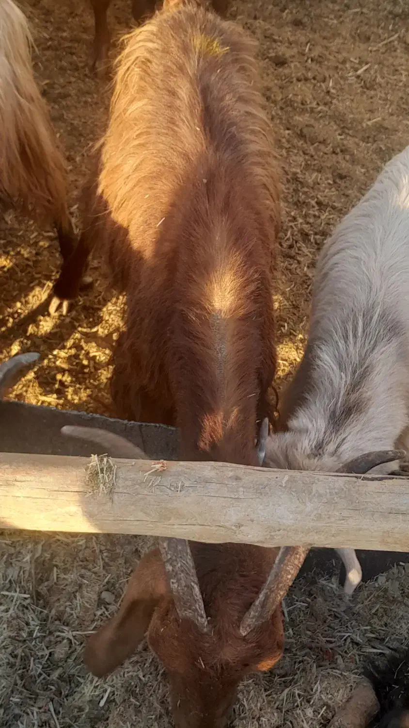 کولار وبزجوان|حیوانات مزرعه|مرودشت, ده بید|دیوار