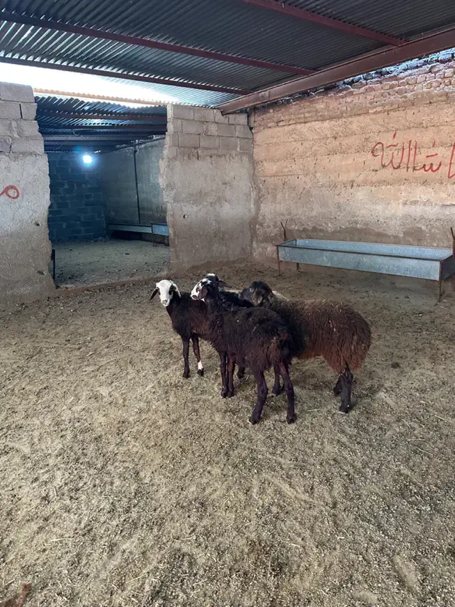 بره ماده پرواری|حیوانات مزرعه|شهریار, کردزار|دیوار