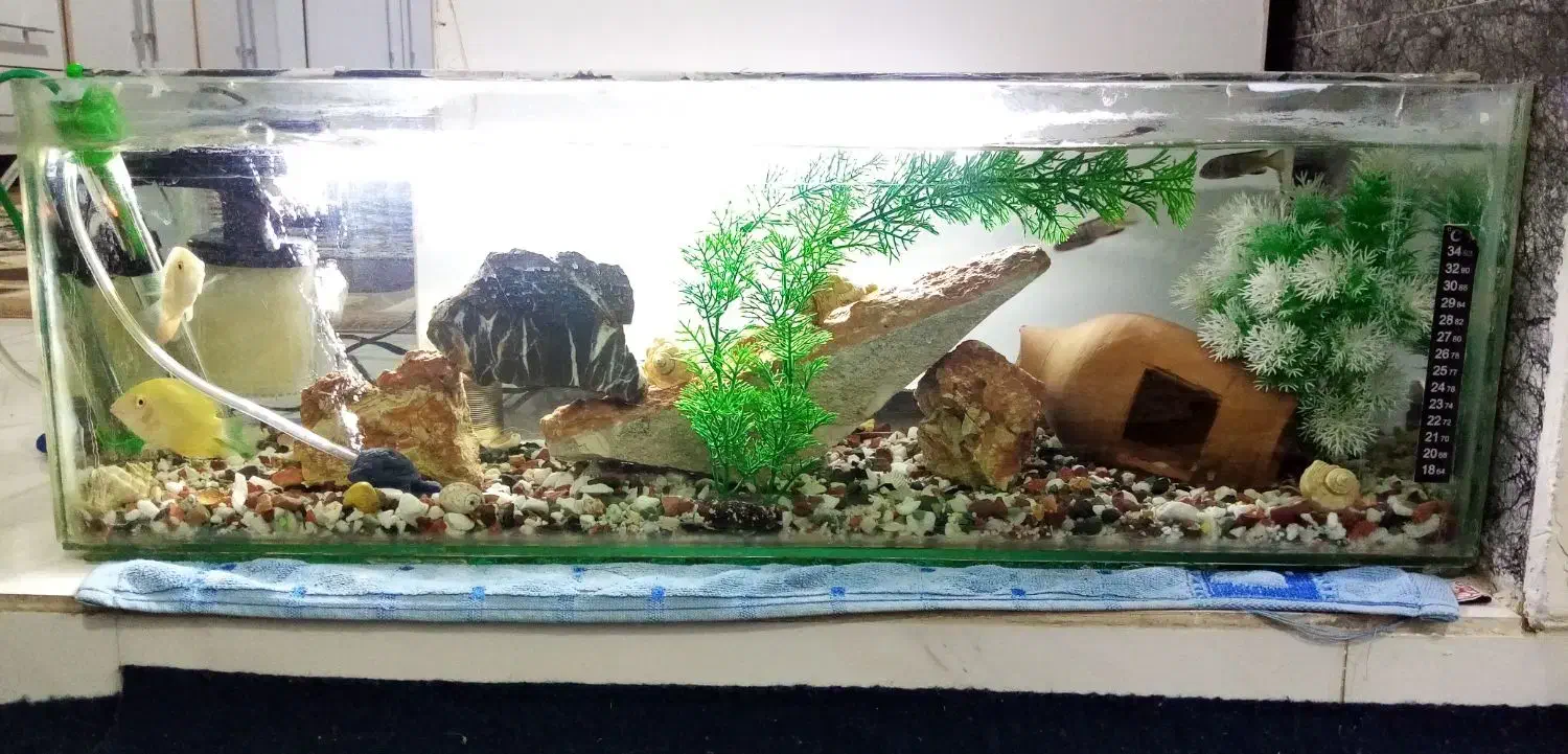 فروش آکواریوم خانگی|ماهی|اورامان, |دیوار