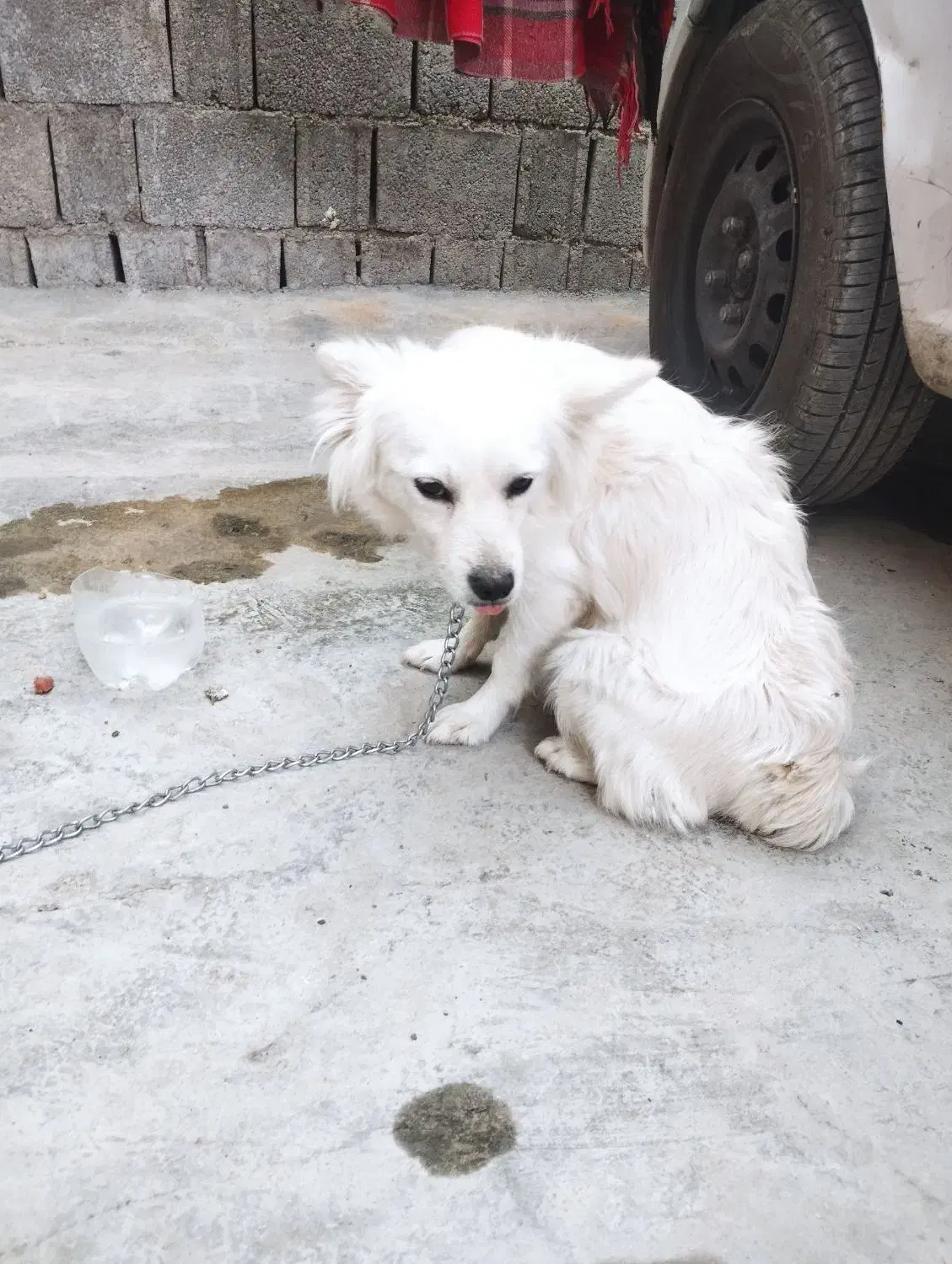 سگ پشمالو|سگ|برازجان, |دیوار