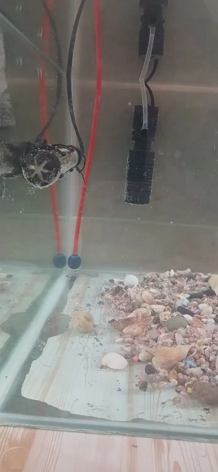 اکواریوم شیشه خم|ماهی|تفرش, |دیوار