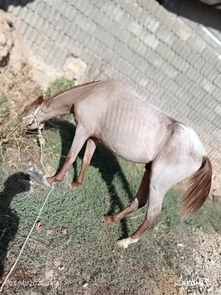 اسب ترکمن شجره دار دم گیر پرخون|اسب و تجهیزات اسب‌سواری|همایجان, |دیوار