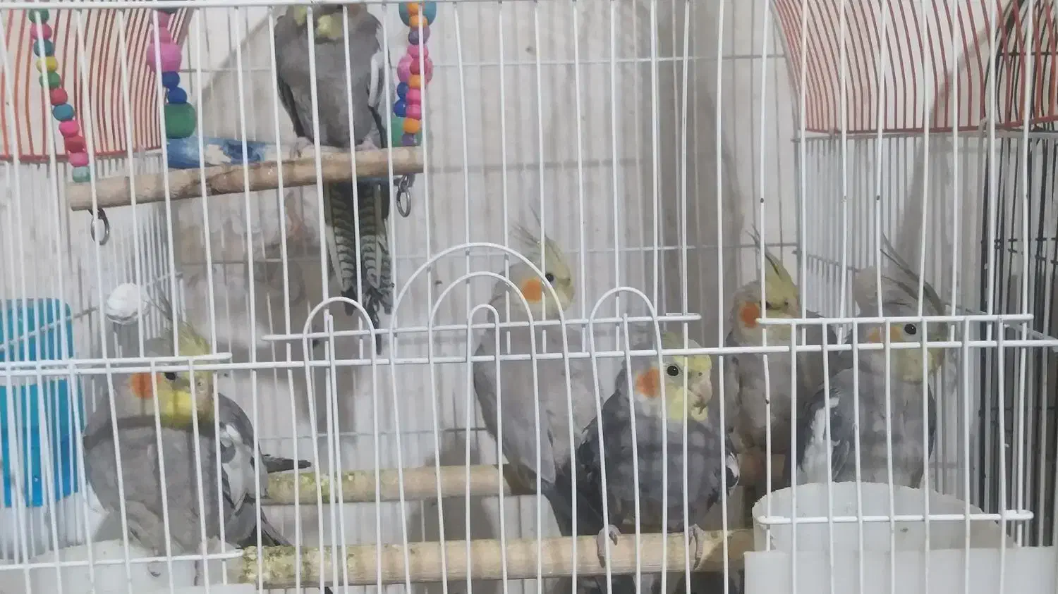 عروس هلندی|پرنده|شیراز, فضل‌آباد|دیوار