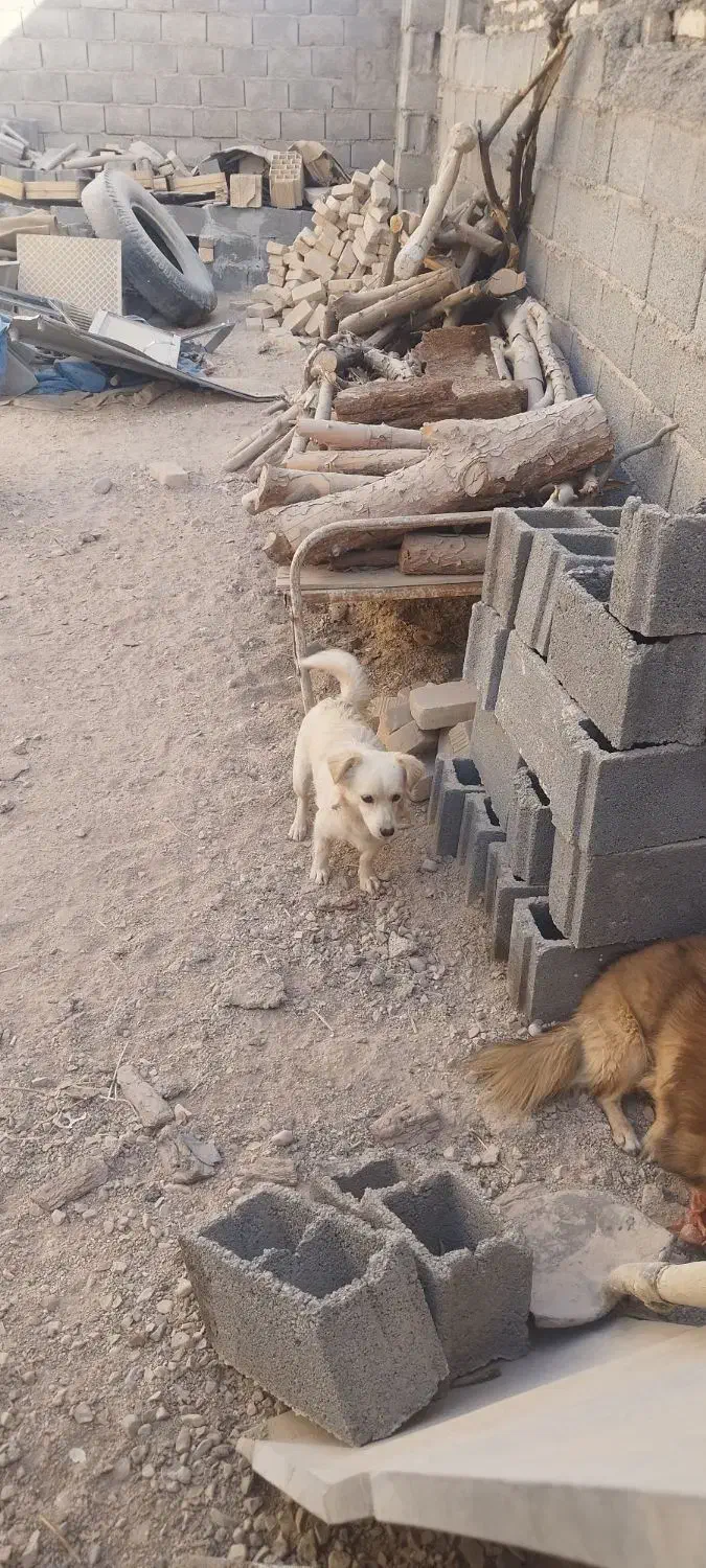 سگ پاکوتاه|سگ|طبس, |دیوار