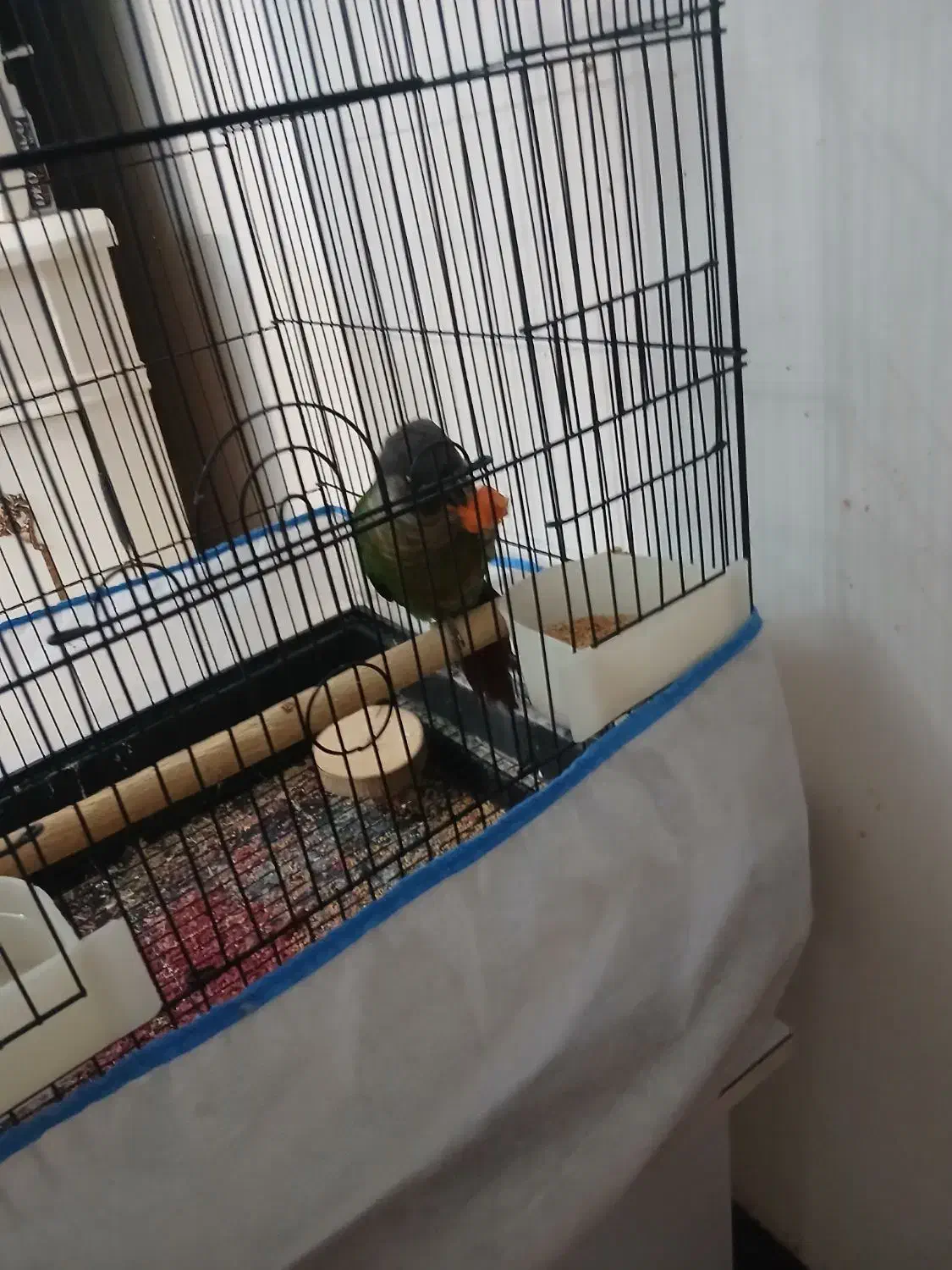 گرینچیک|پرنده|آبعلی, |دیوار