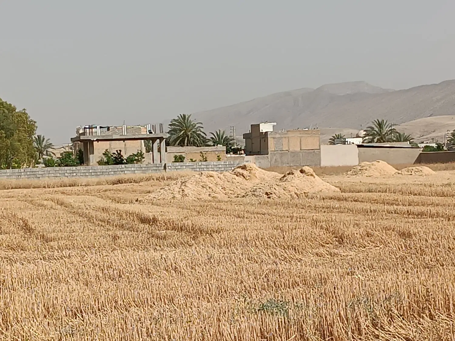 کاه گندم|لوازم جانبی حیوانات|کازرون, |دیوار