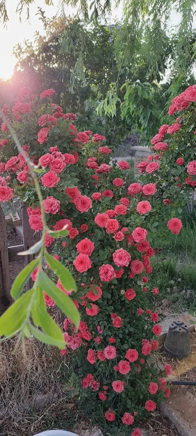 باغ فروشی ،تهاتر با خودرو|فروش خانه و ویلا|شیراز, گویم|دیوار