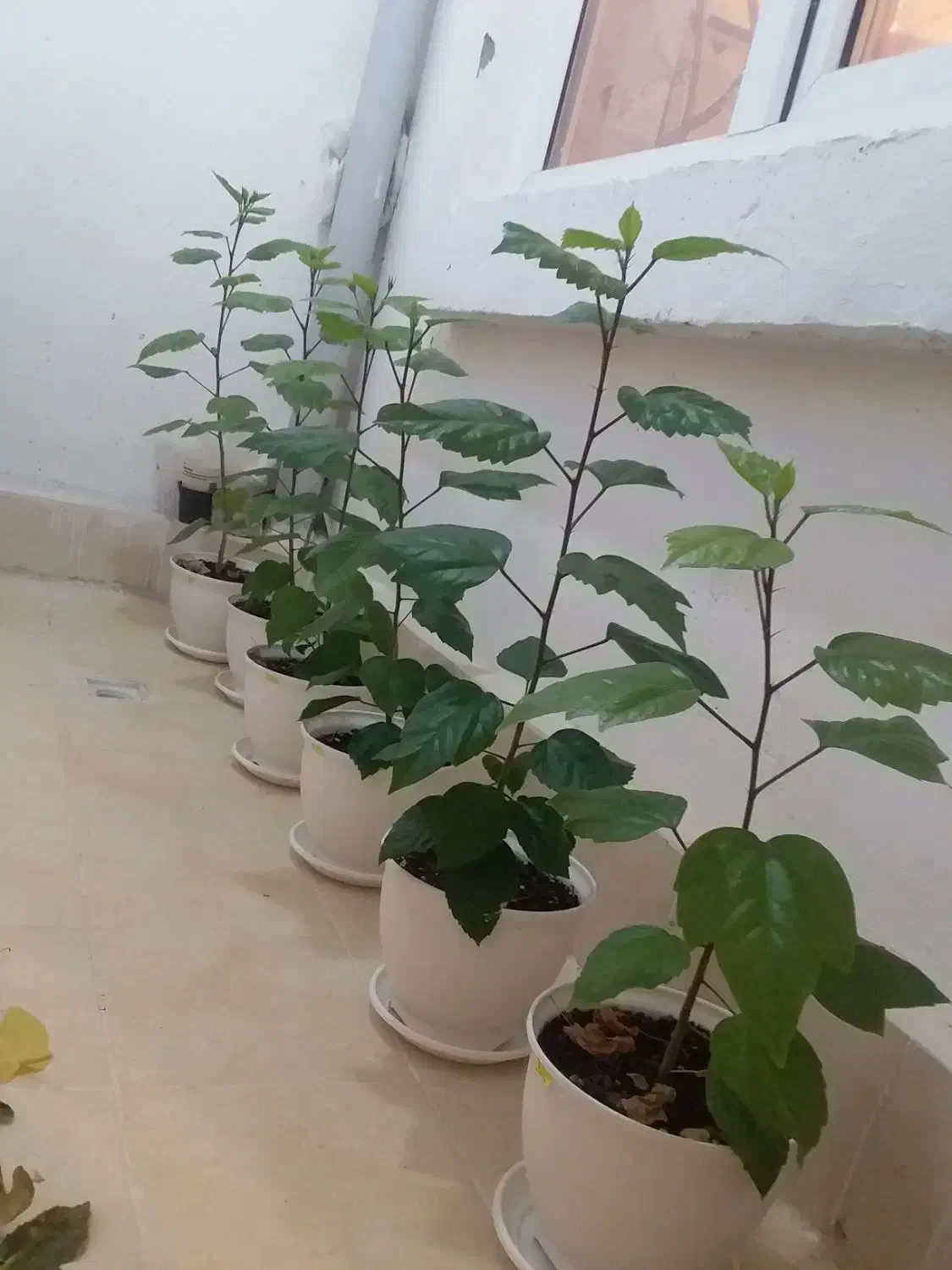 گل طبیعی (کادویی) ختمی چینی|گل و گیاه طبیعی|اردبیل, |دیوار