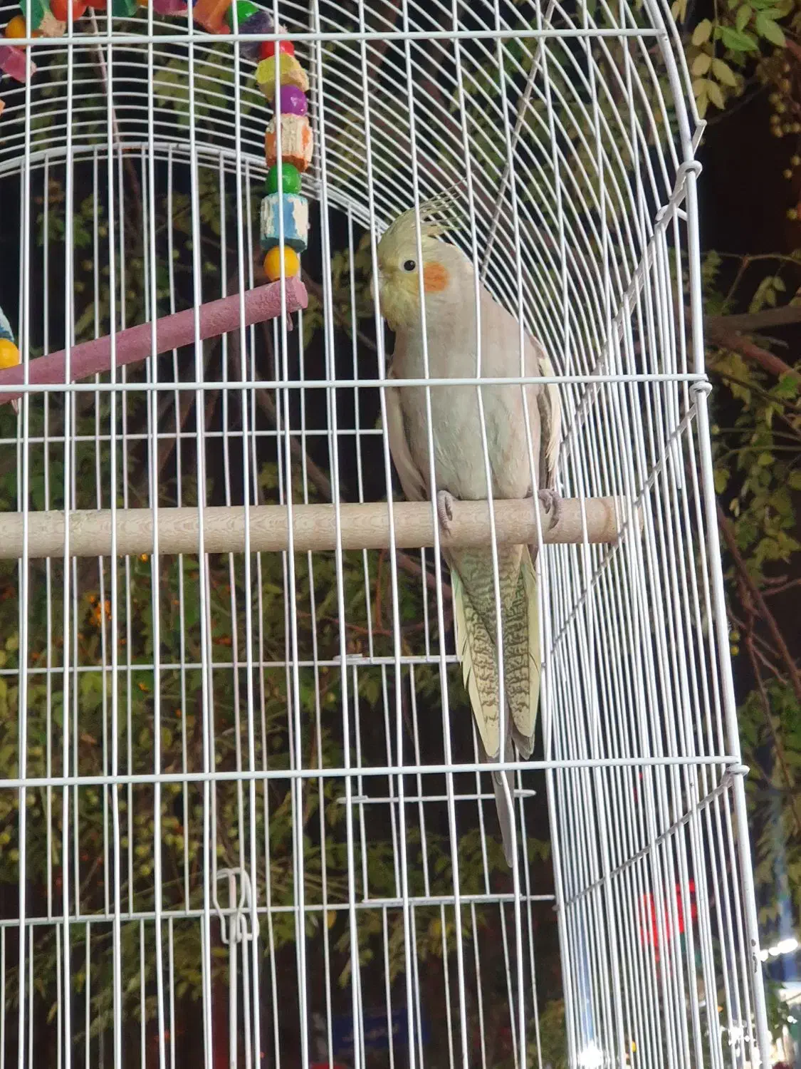 عروس هلندی|پرنده|تهران, امیریه|دیوار