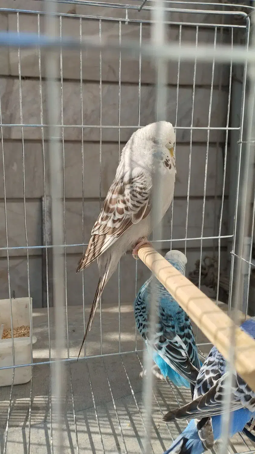 مرغ عشق انگلیسی|پرنده|تهران, باغ خزانه|دیوار