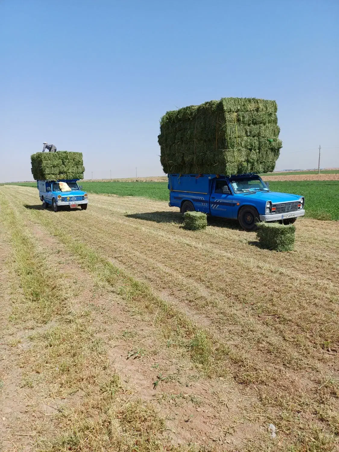 فروش عمده چغندر و یونجه|عمده‌فروشی|بشاریات, |دیوار