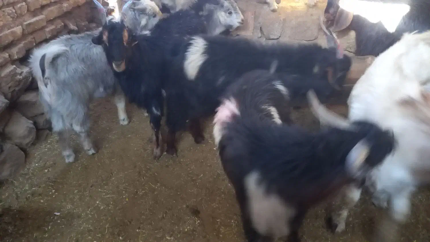 فروش تعدادی کهره نر|حیوانات مزرعه|نیر (یزد), |دیوار