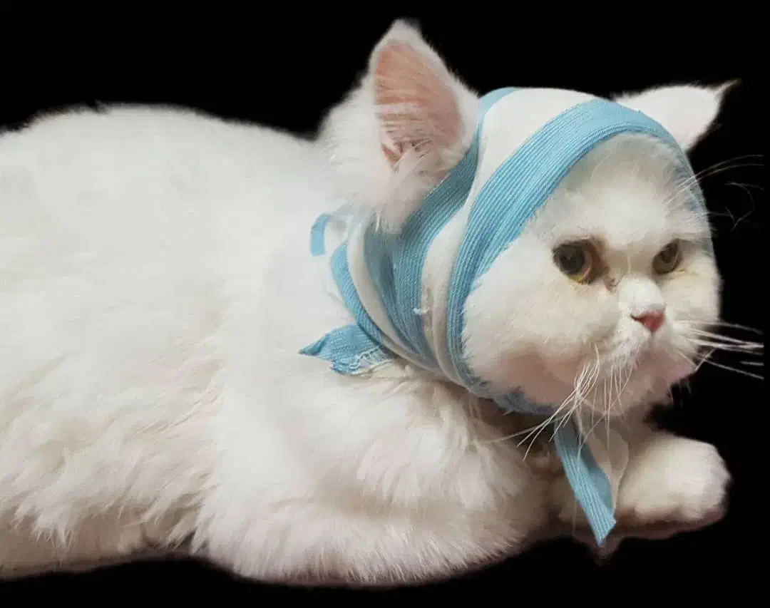 واگذاری گربه پرشین کلاسیک اقیم شده|گربه|تبریز, |دیوار