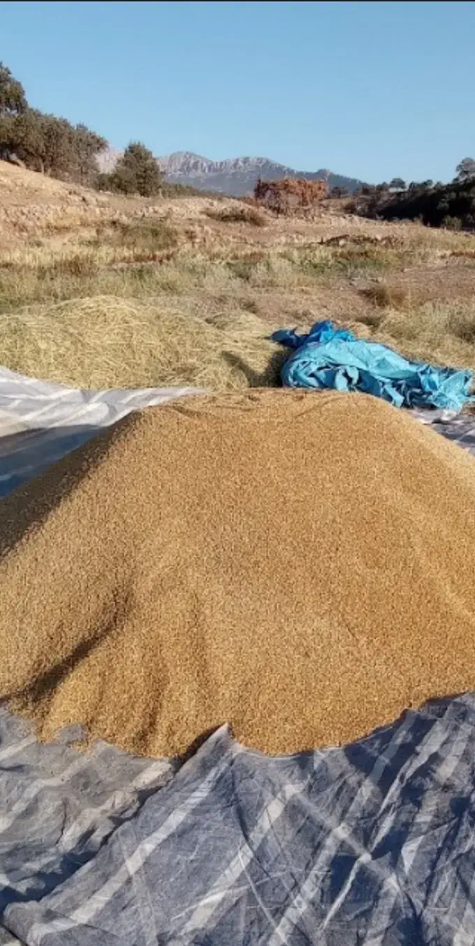 چلتوک چمپا دروهان درجه یک|خوردنی و آشامیدنی|یاسوج, |دیوار