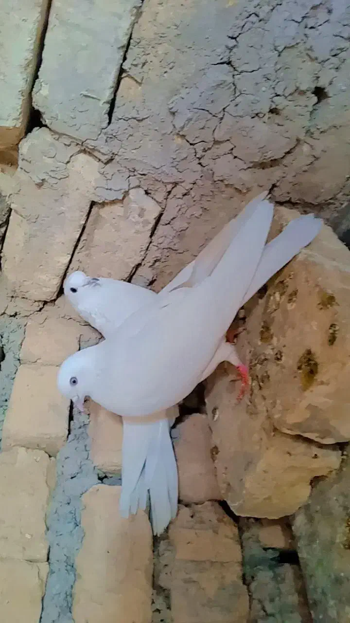 کبوتر سفید خوشرنگ تمیز|پرنده|اصفهان, ارداجی|دیوار
