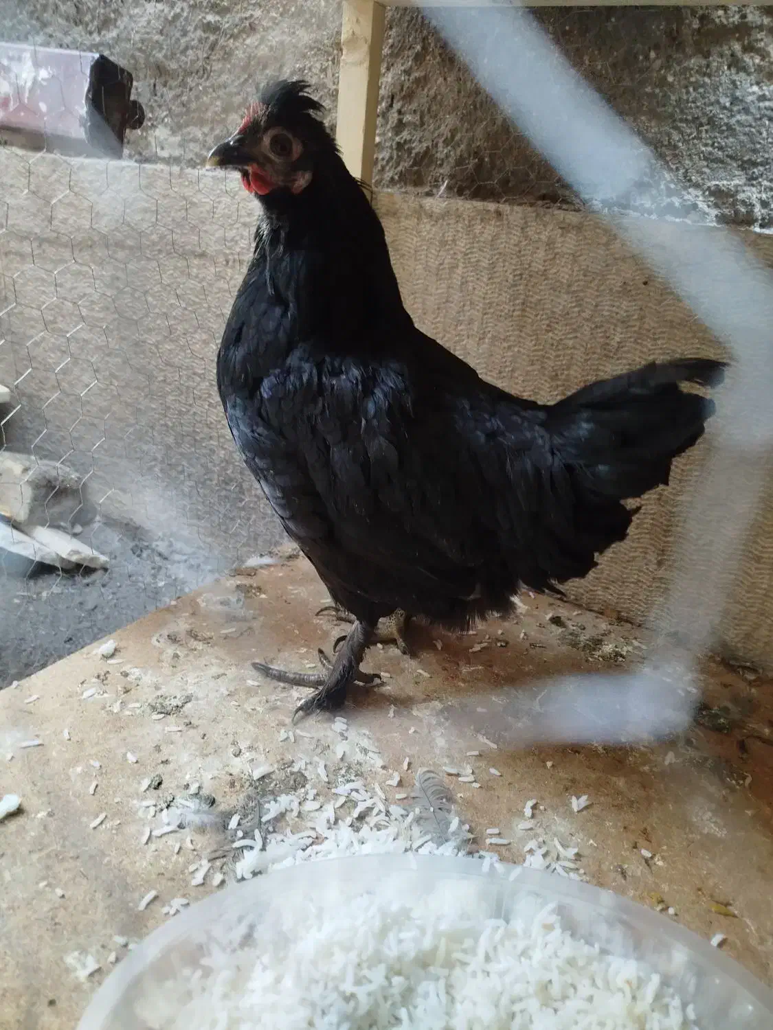 مرغ محلی سیاه پاپر کاکلی|حیوانات مزرعه|شیراز, شهرک قمشه|دیوار