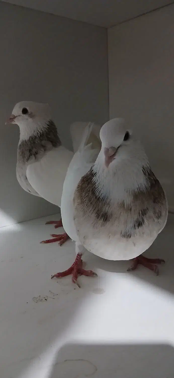 طوقی|پرنده|بدره, |دیوار