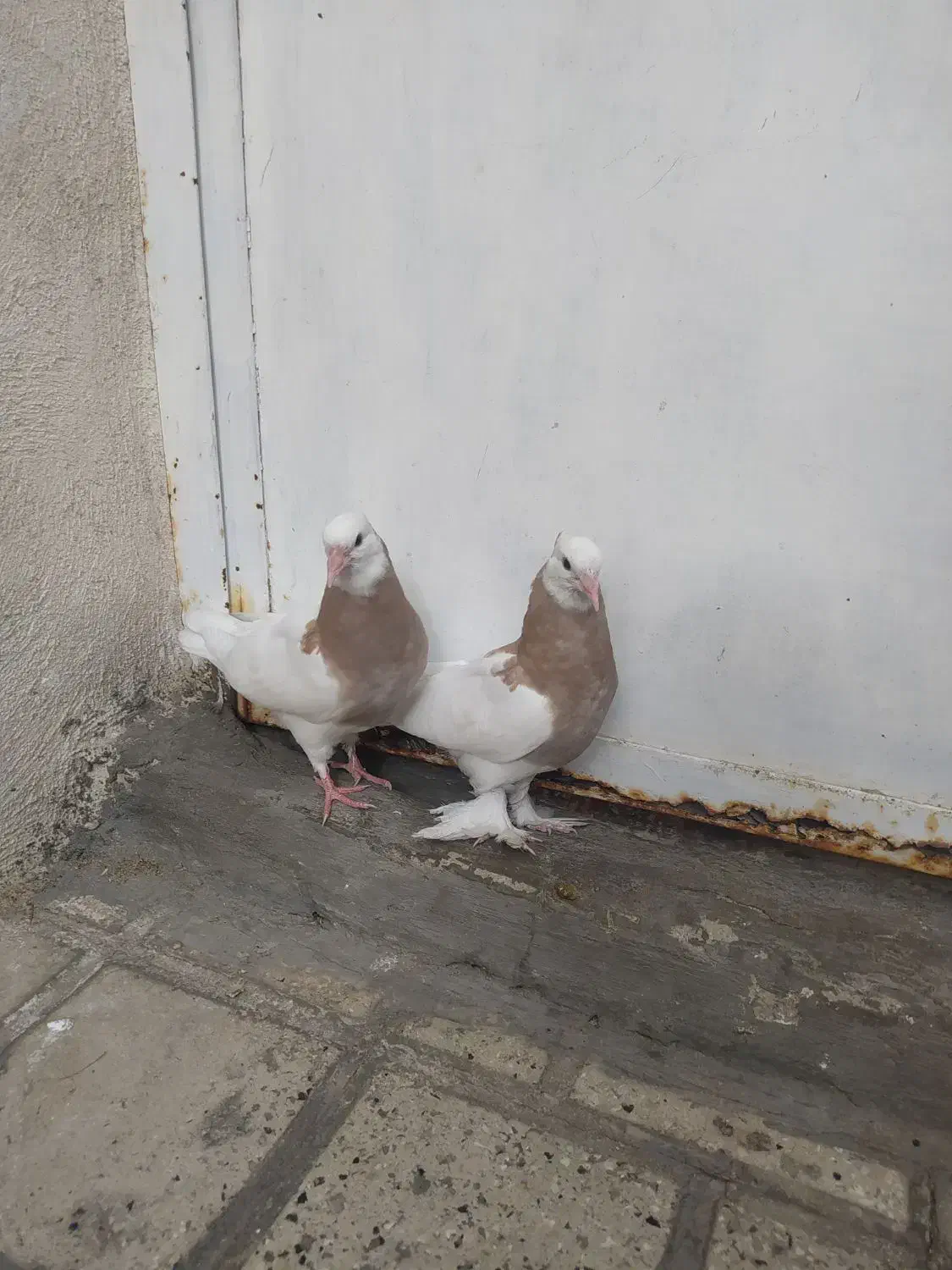 کفتر طوق فروش یا معاوضه|پرنده|شیراز, شیخ علی چوپان|دیوار