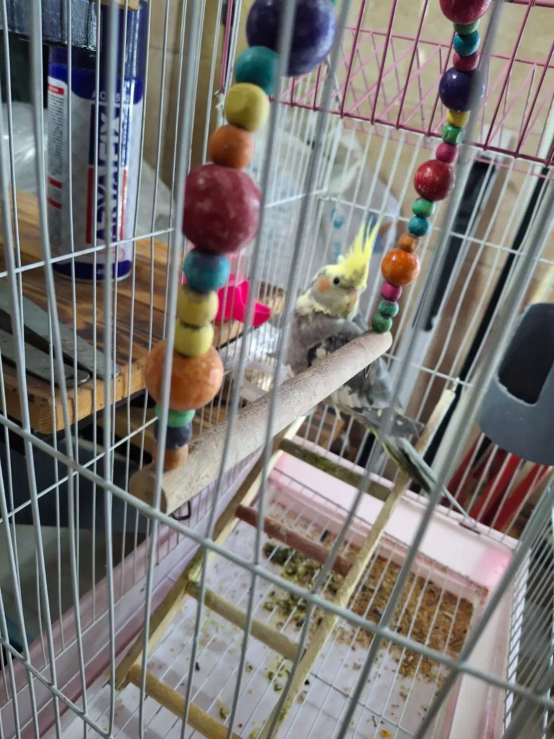 عروس هلندی|پرنده|سیاهکل, |دیوار