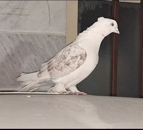 کبوتر گمشده((مژدگانی میدم به یابنده))|حیوانات|تهران, باغ خزانه|دیوار