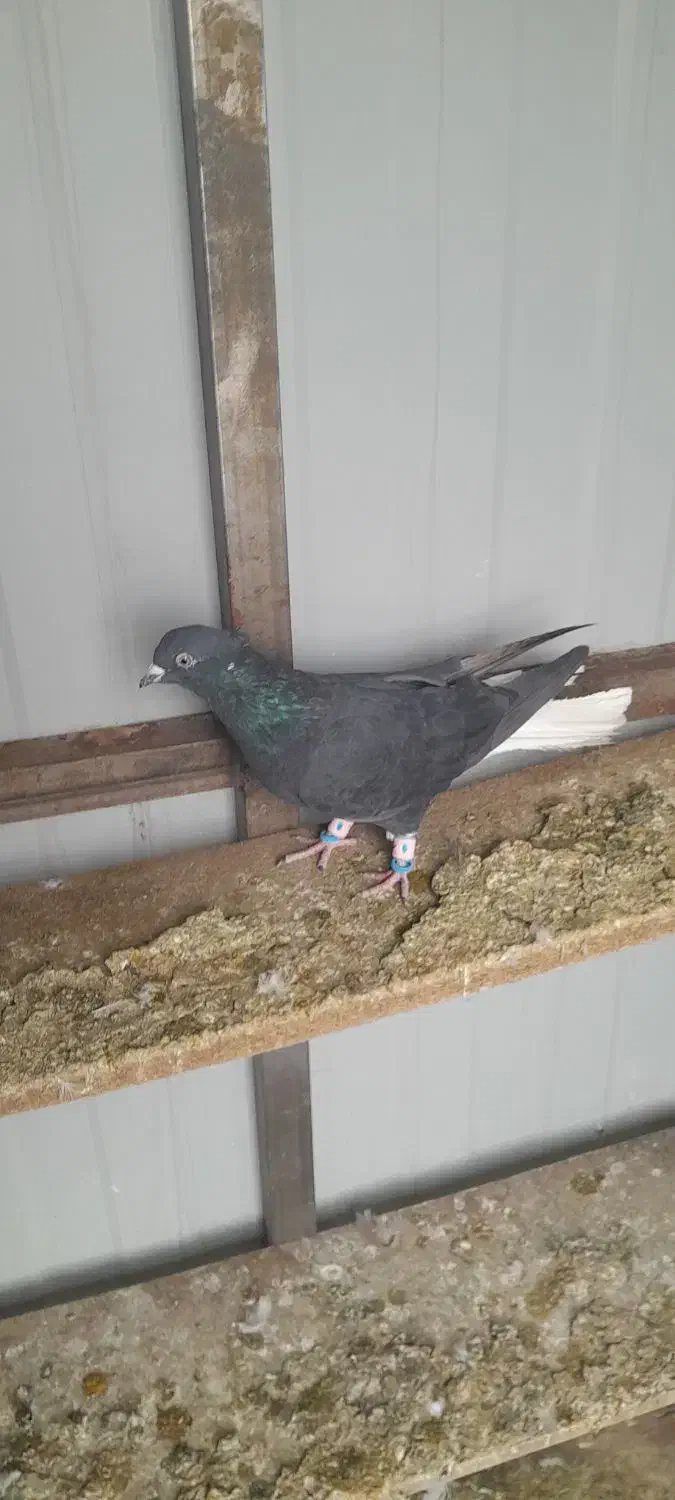 کفتر زاغ دم سفید ،کفتر پلاکی|پرنده|تهران, سعیدآباد|دیوار