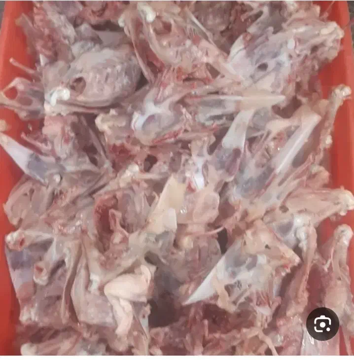 اسکلت مرغ|خوردنی و آشامیدنی|نیشابور, فضل|دیوار