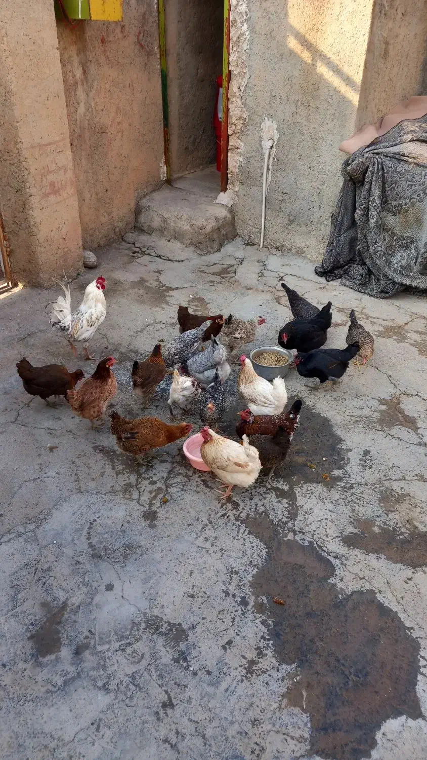 مرغ محلی|حیوانات مزرعه|سیروان, |دیوار