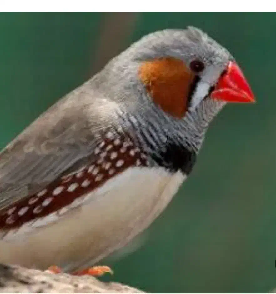 فنچ|پرنده|چالوس, |دیوار