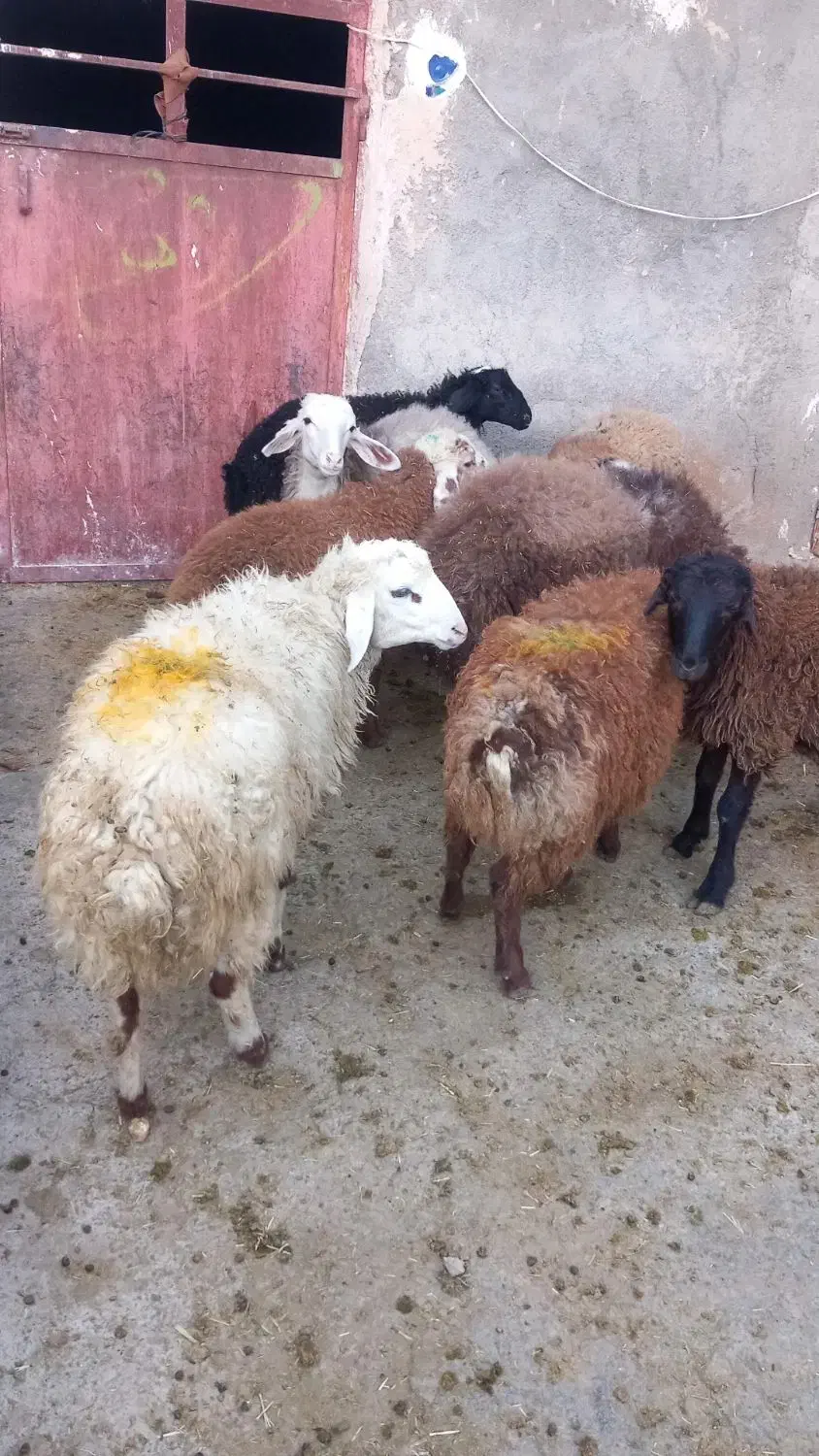 گوسفند|حیوانات مزرعه|کلیائی, |دیوار