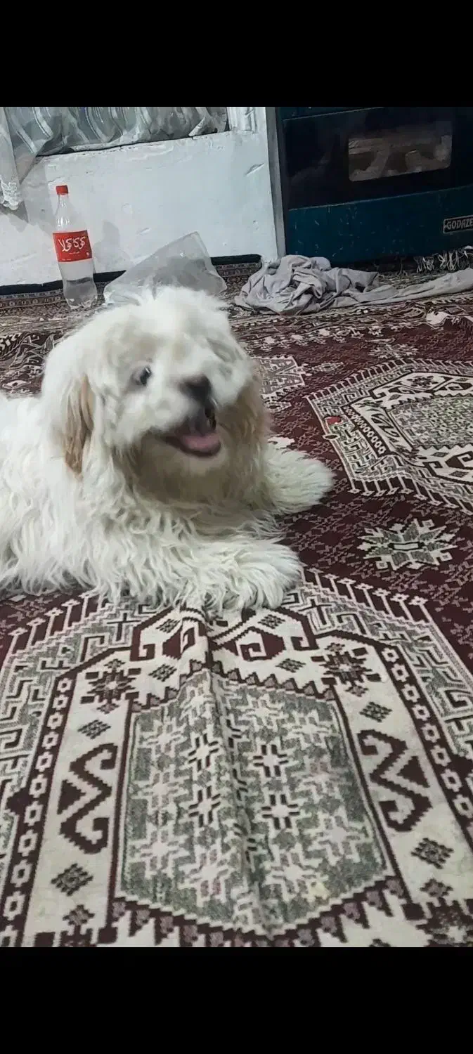 سگ خانگی پاکوتاه|سگ|ارومیه, |دیوار