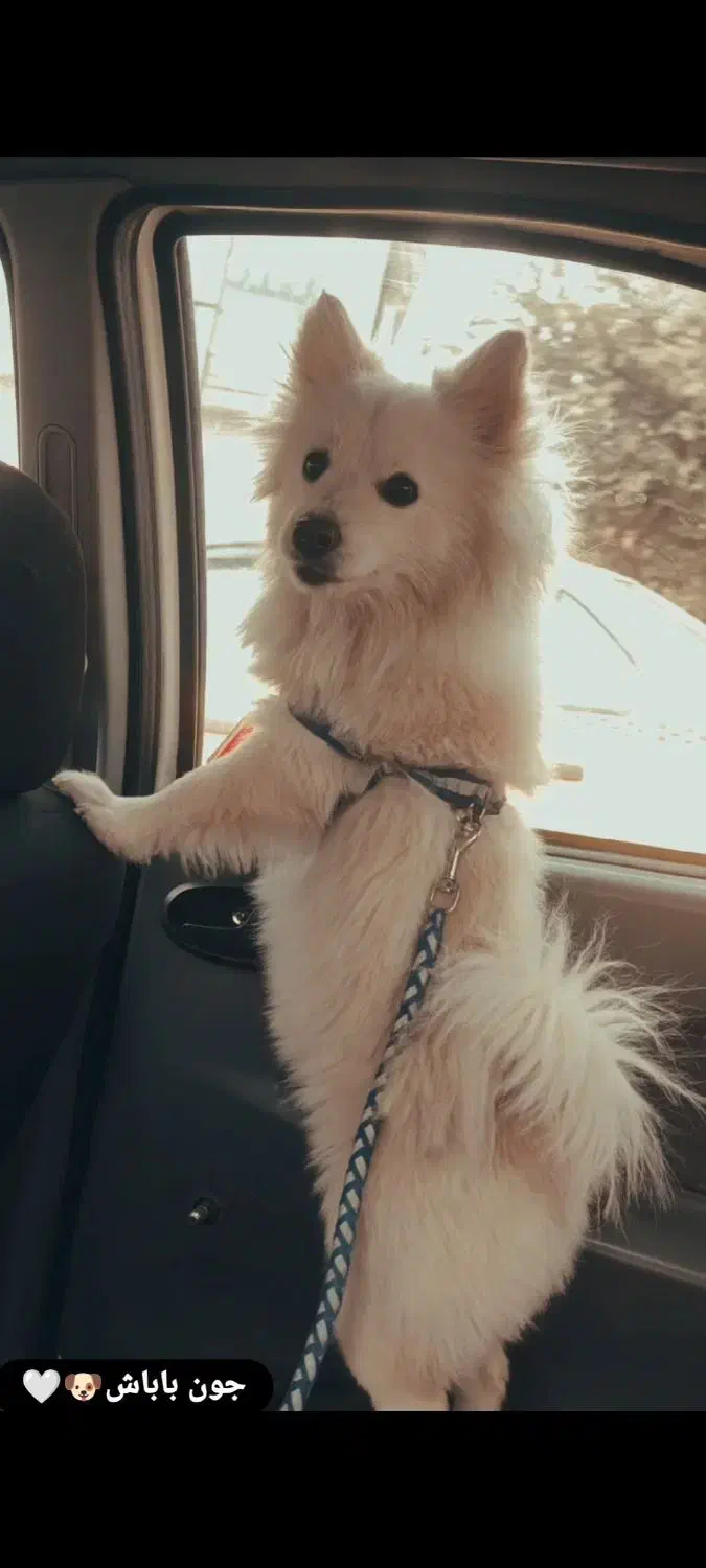 فروش سگ|سگ|بومهن, |دیوار