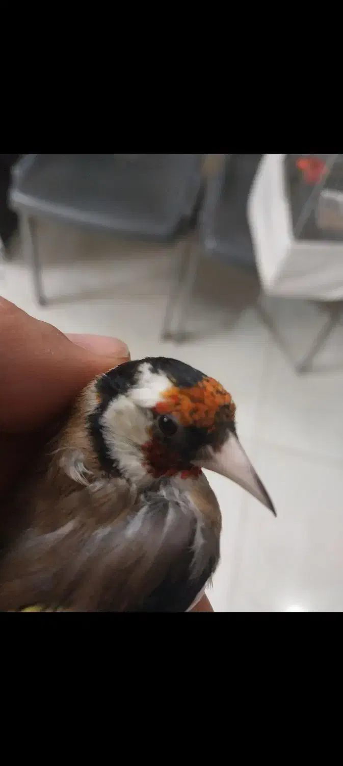 سهره نر نشوندار قناری آماده|پرنده|شاهین‌شهر, گزبرخوار|دیوار