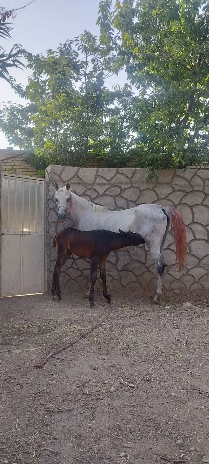 مادیان شجره برفین|اسب و تجهیزات اسب‌سواری|ابریشم, |دیوار