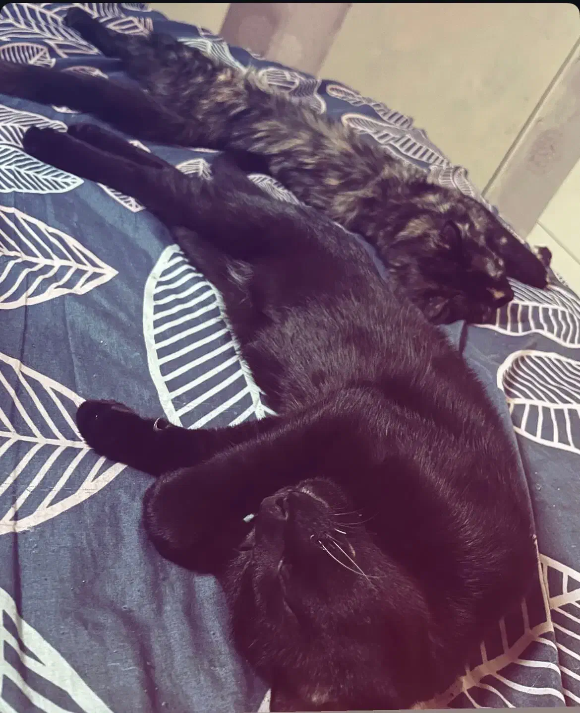 واگذاری گربه|گربه|کرج, کوی امامیه|دیوار