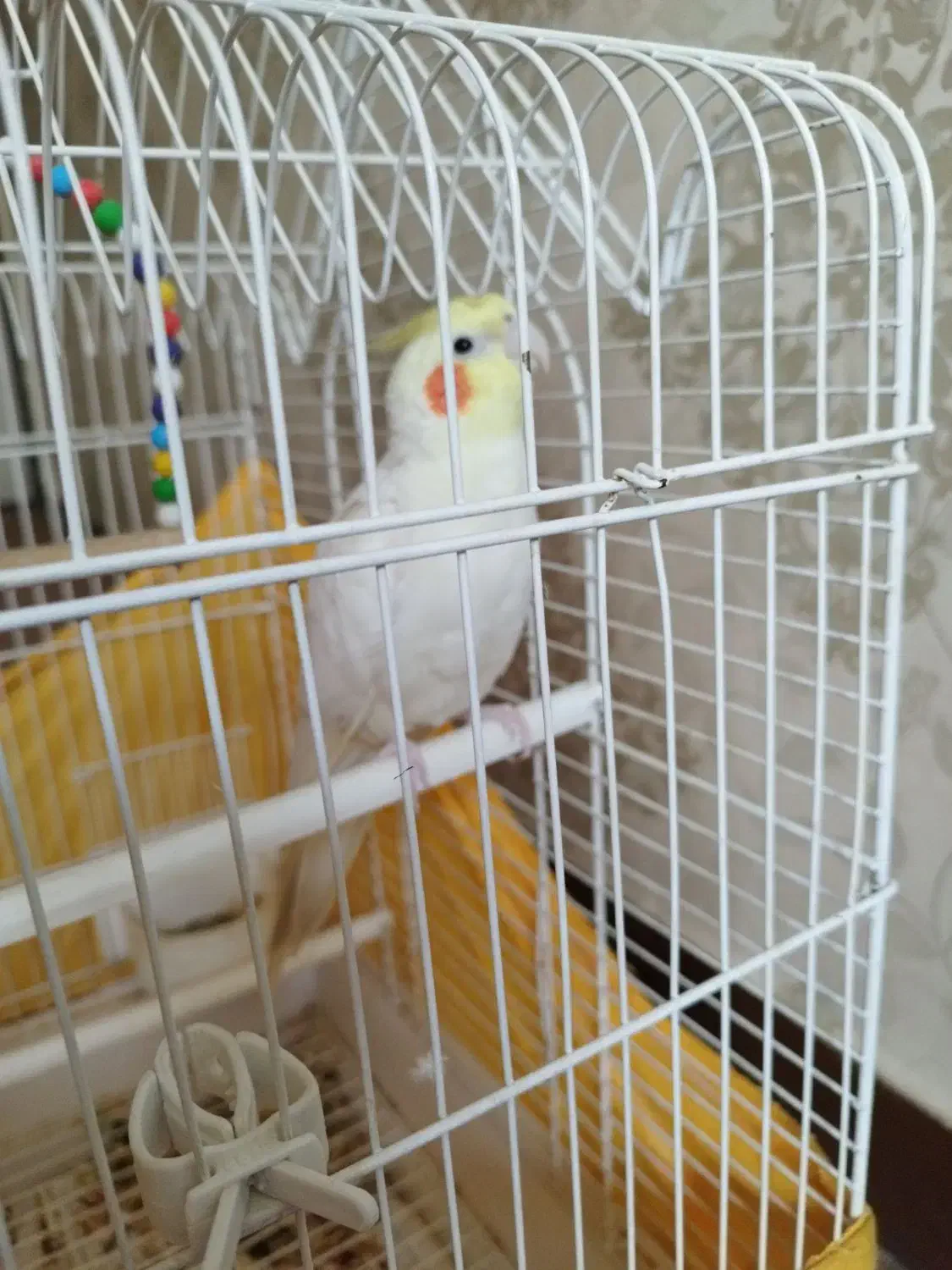 عروس هلندی|پرنده|رباط‌کریم, رباط‌کریم|دیوار