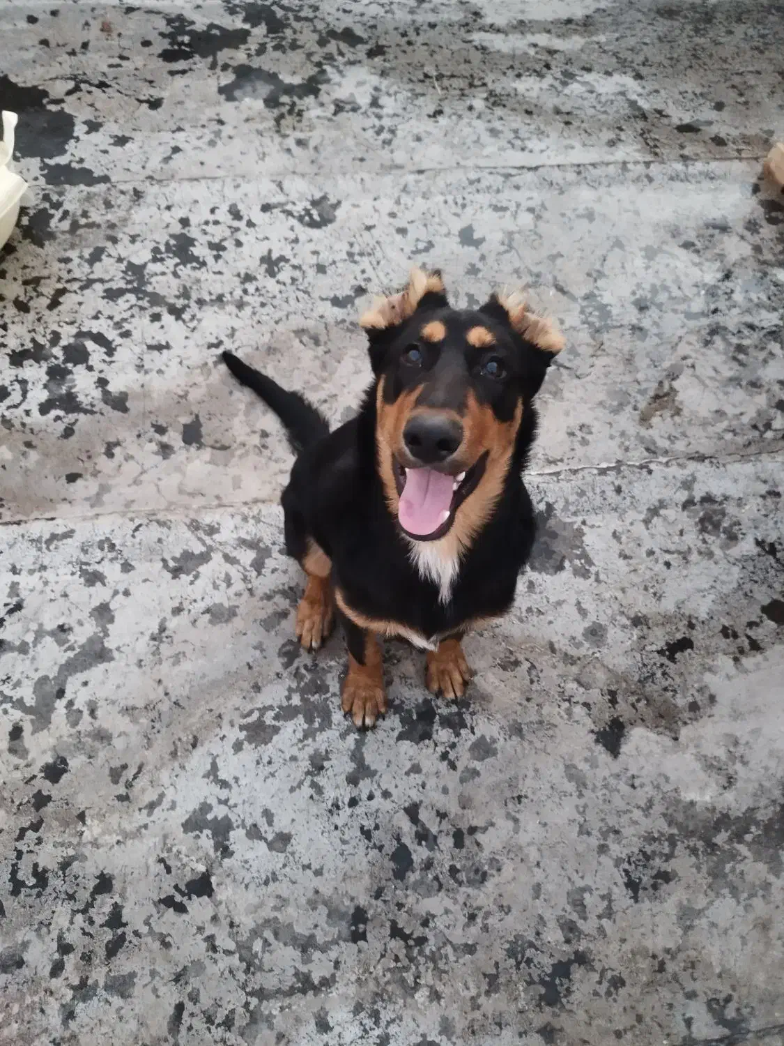 دوبرمن نر ۹ماهه|سگ|قم, کاسه گران|دیوار