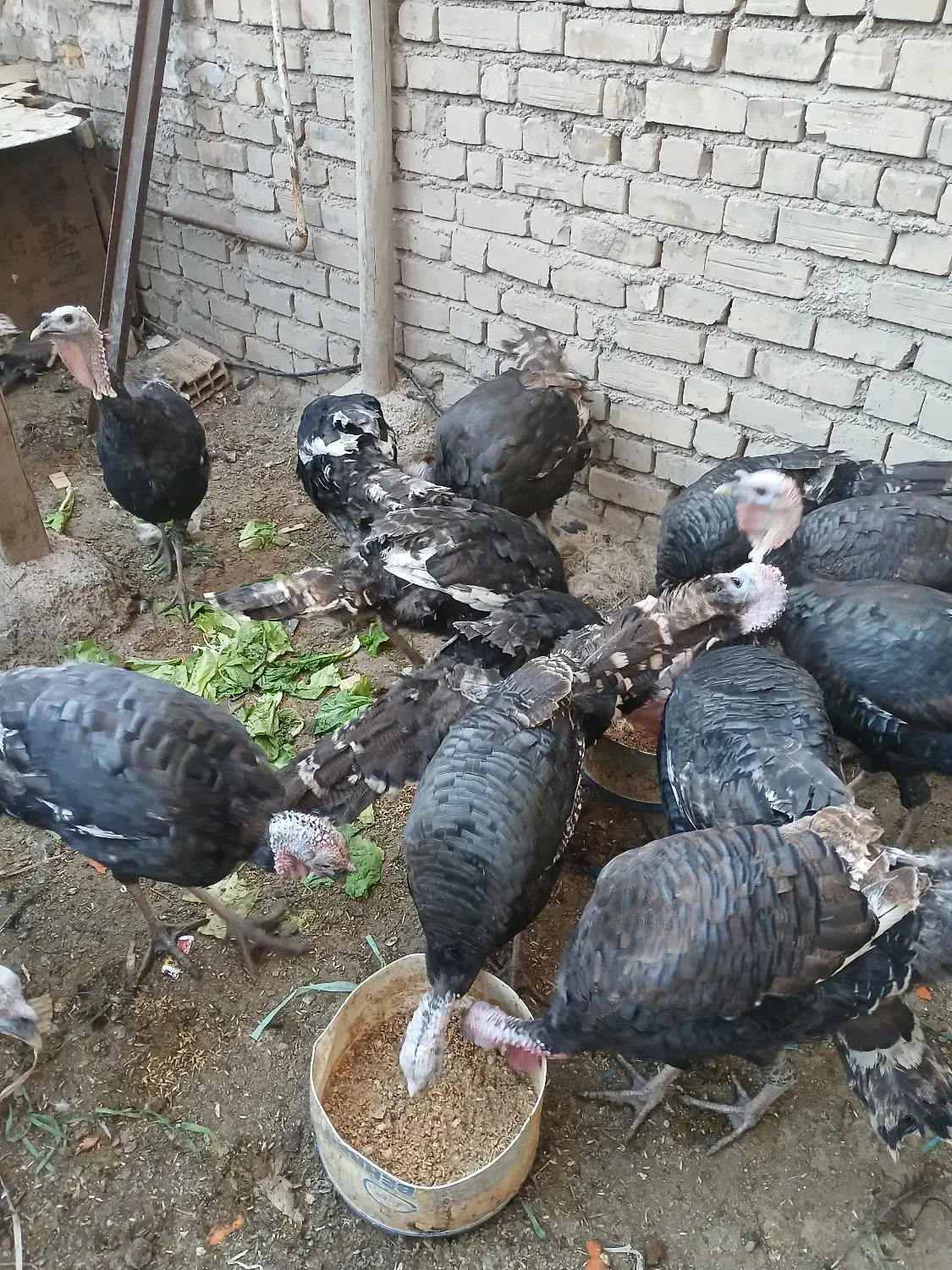 ۷‌عدد‌بوقلمون‌نر|حیوانات مزرعه|خرمدره, |دیوار