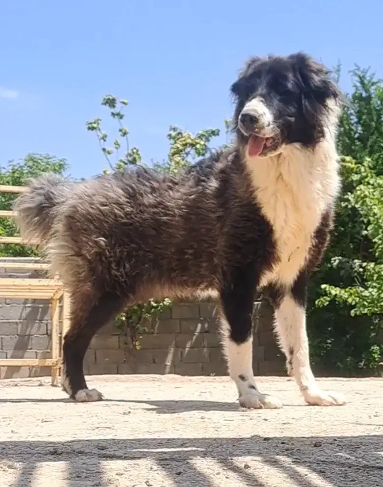 واگذاری سگ قدرجونی|سگ|مبارکه, |دیوار