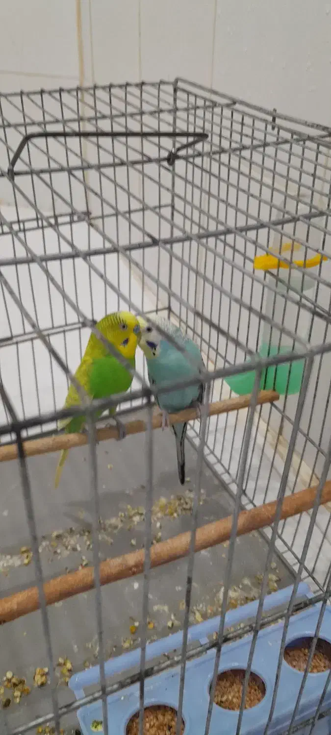 مرغ عشق دو جفت من شرایط نگهداریشو ندارم|پرنده|ملارد, |دیوار