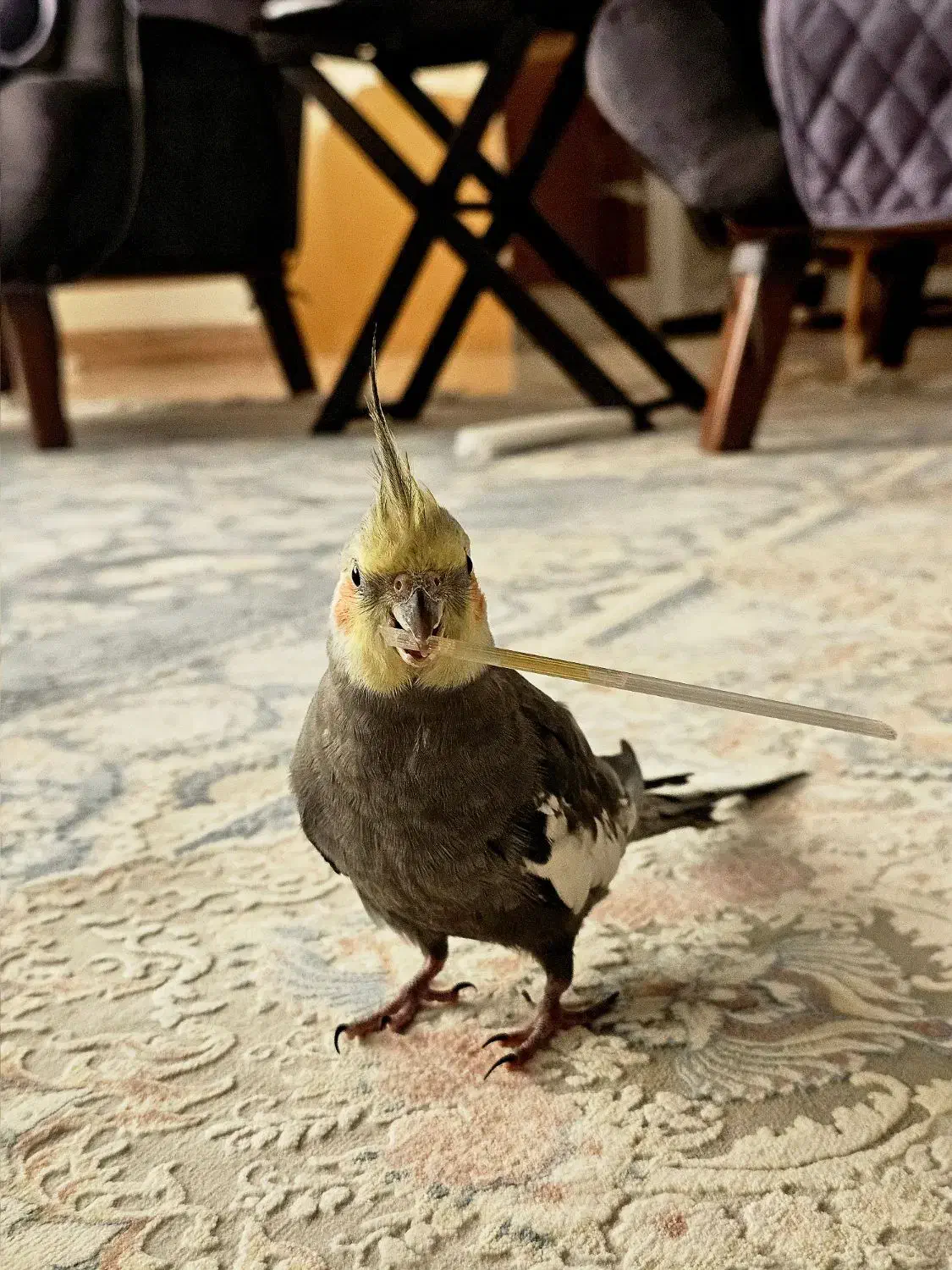 گمشده|حیوانات|بندرعباس, |دیوار