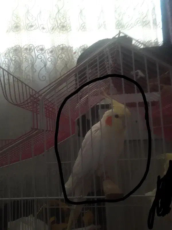 عروس هلندی سخن گو|پرنده|چناران, |دیوار