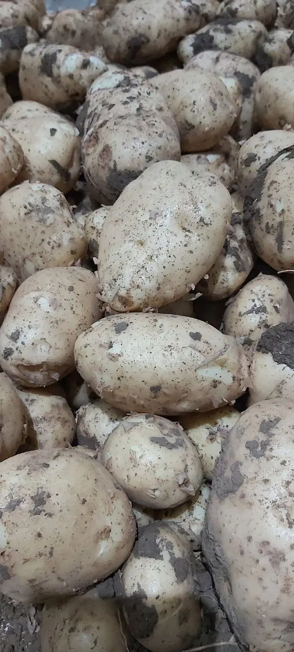 سیب|خوردنی و آشامیدنی|جوانرود, |دیوار