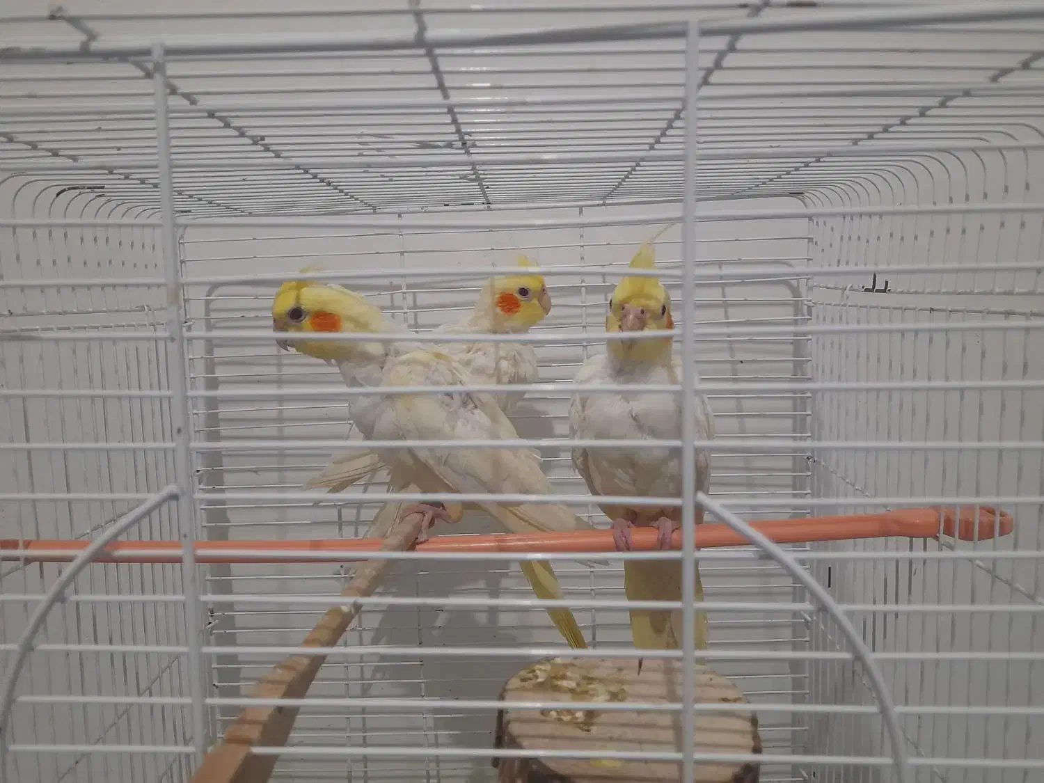 عروس هلندی|پرنده|رشت, ولکس|دیوار