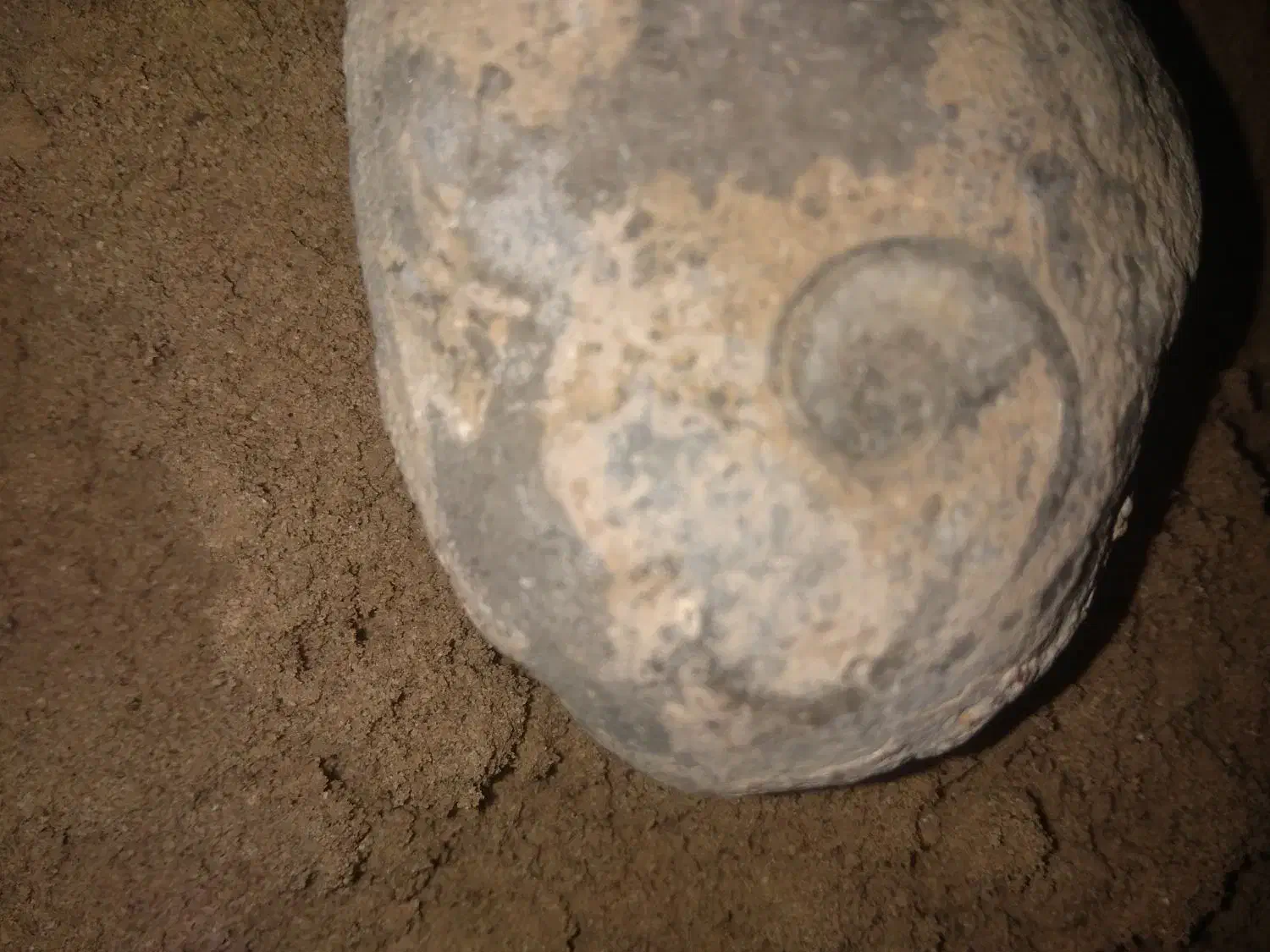 سنگ فوصیل دارچندمیلیونی|کلکسیون اشیاء عتیقه|شوشتر, |دیوار