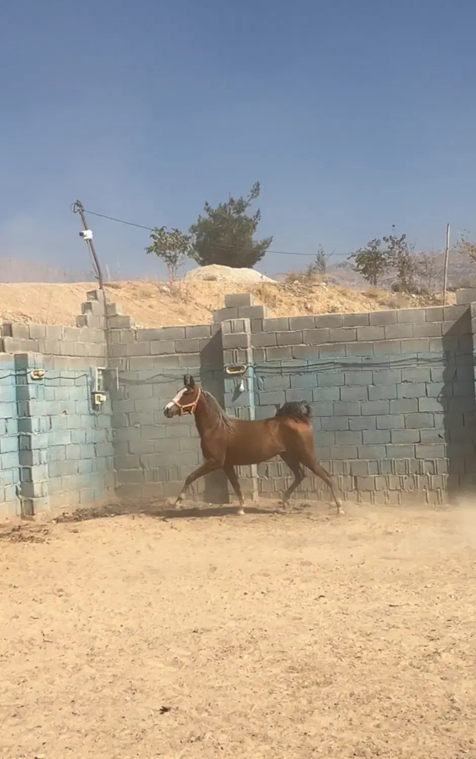 اسب و مادیان|اسب و تجهیزات اسب‌سواری|یاسوج, |دیوار