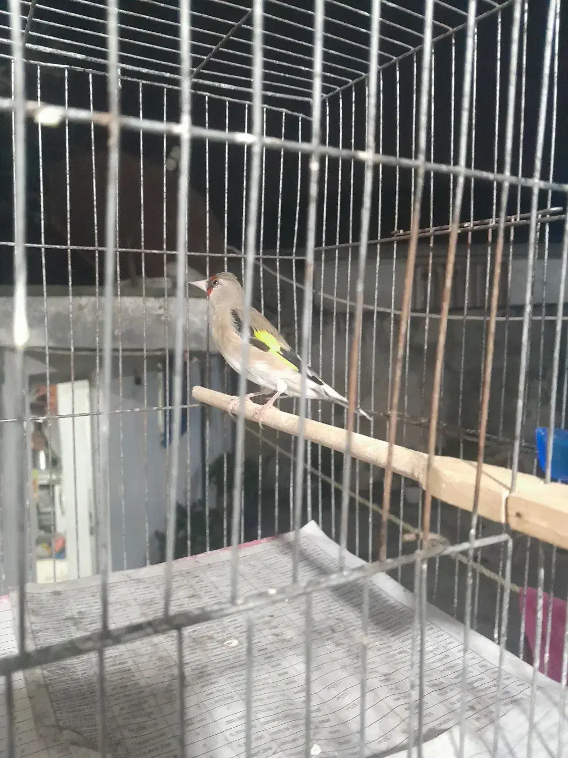 سهره قناری. مست|پرنده|آمل, |دیوار