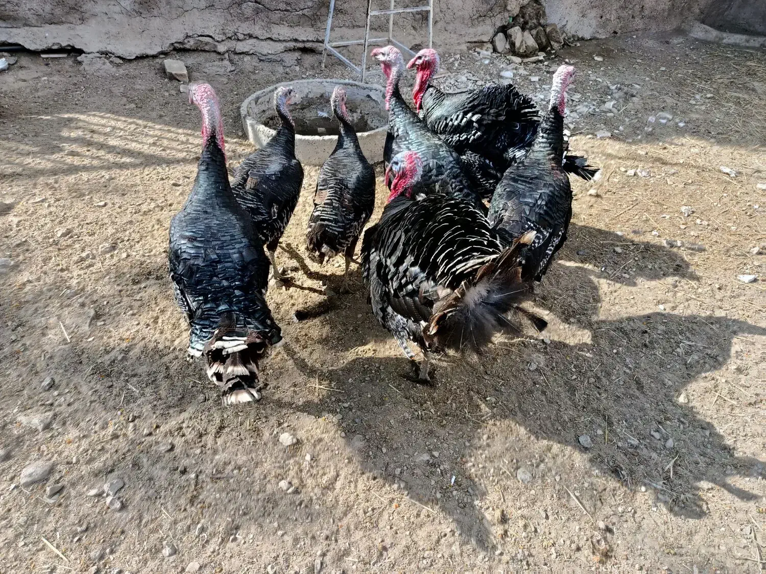 بوقلمون نر|حیوانات مزرعه|مرودشت, محمد آباد|دیوار