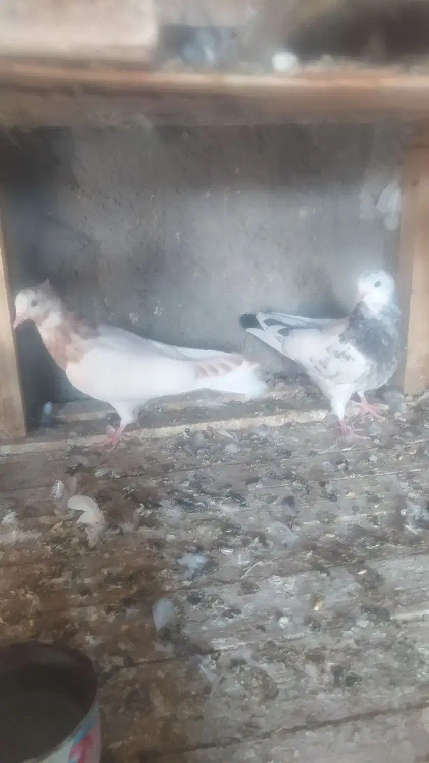 جوجه کبوتر فروشی|پرنده|کاشان, فاز ۲ ناجی آباد|دیوار