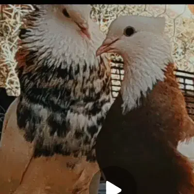 نر طوقی|پرنده|اردکان, |دیوار